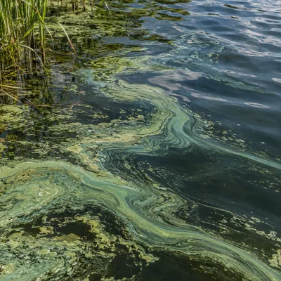 Blue-green algal bloom swirling across lake water beside reeds