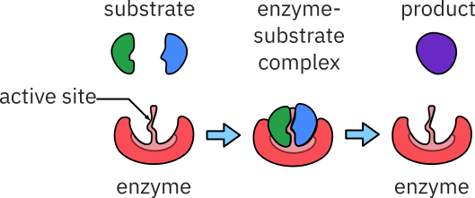 vorta-enzyme-treatment